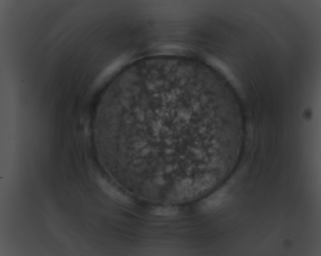 X0000091551403200708311344