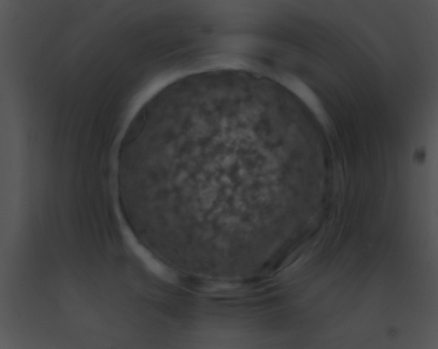 X0000091551439200708311344