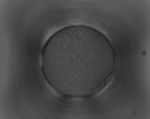 X0000091551509200708311343