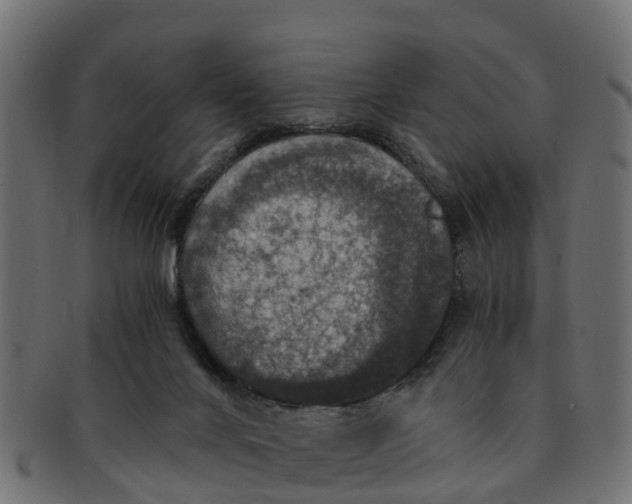 X0000091550024200709071227