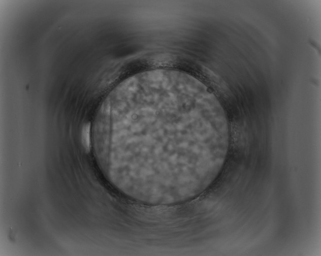 X0000091550028200709071227