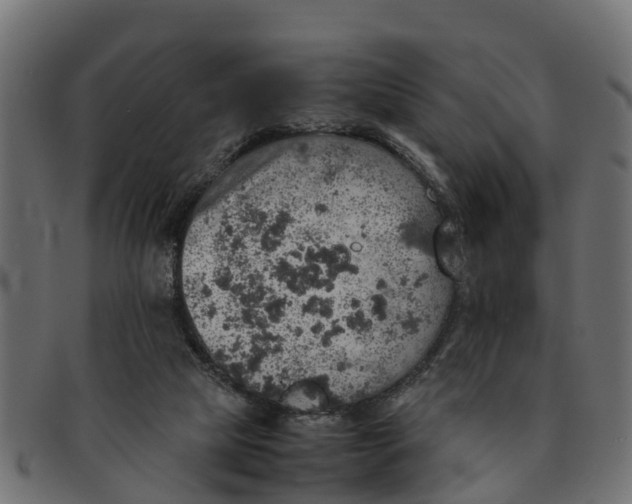 X0000091550065200709071226