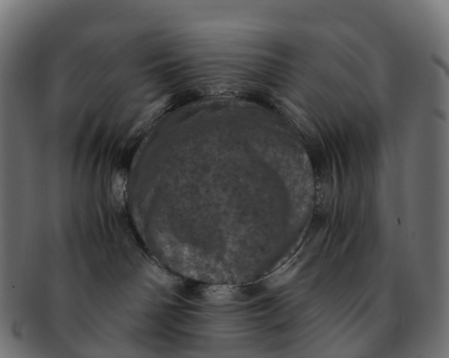 X0000091550142200709071225