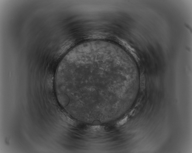 X0000091550153200709071224