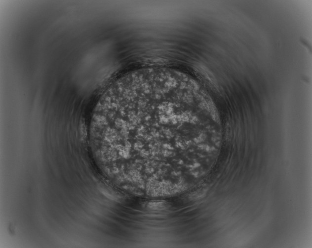 X0000091550173200709071225