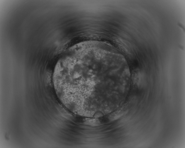 X0000091550185200709071225