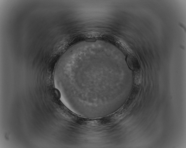 X0000091550411200709071221