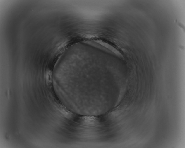 X0000091550528200709071219