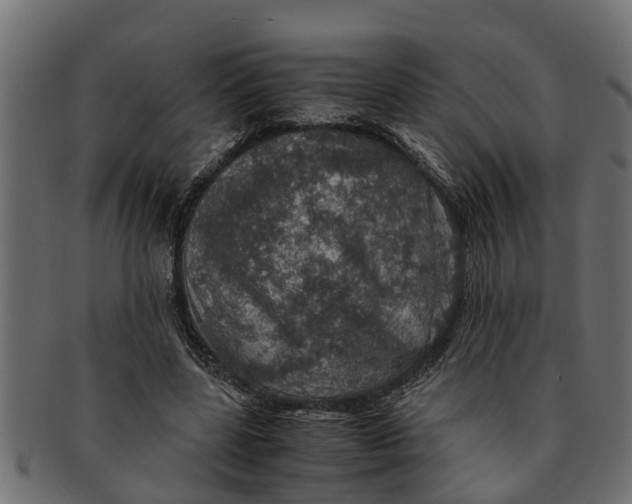X0000091550539200709071219