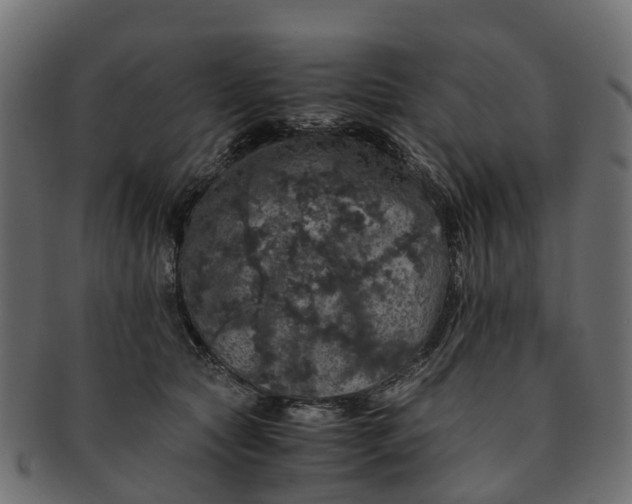 X0000091550561200709071219
