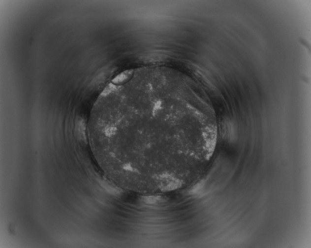 X0000091550575200709071219