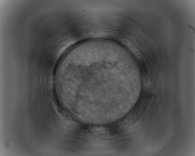 X0000091550583200709071219