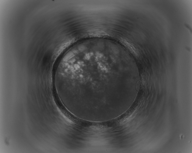 X0000091550630200709071217