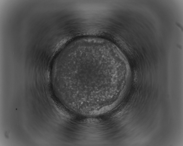 X0000091550636200709071217