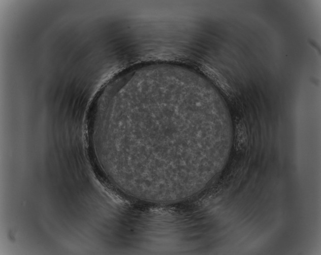 X0000091550680200709071217