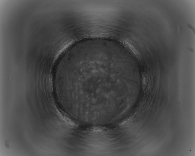 X0000091550684200709071217