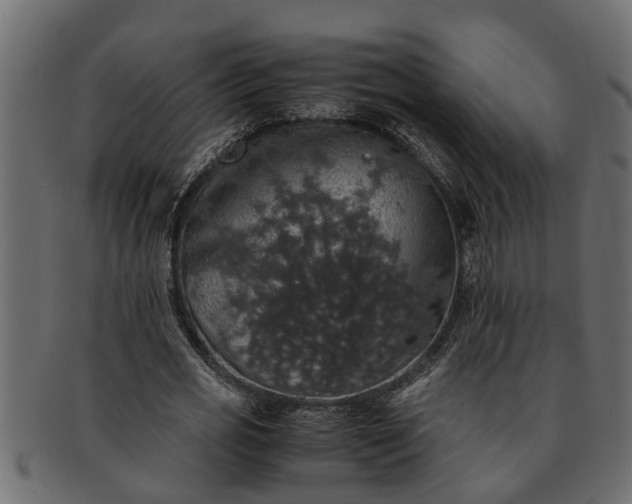 X0000091550725200709071216
