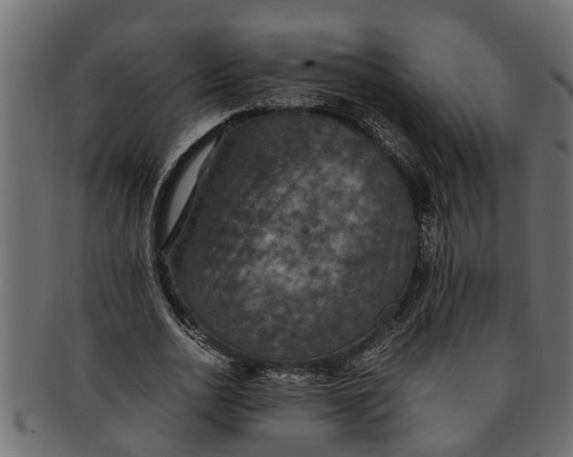 X0000091550726200709071216