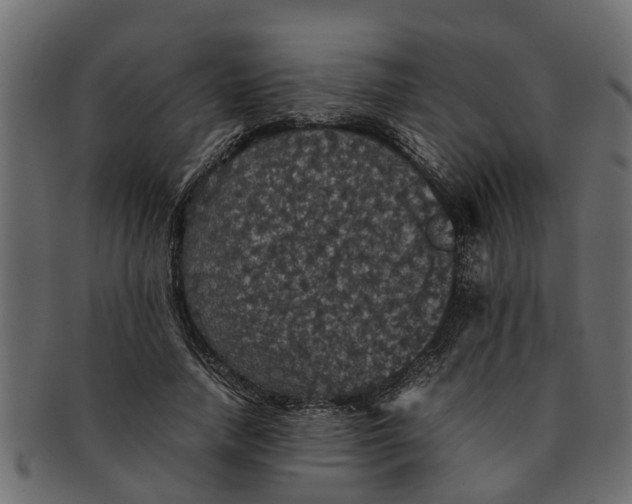 X0000091550738200709071216