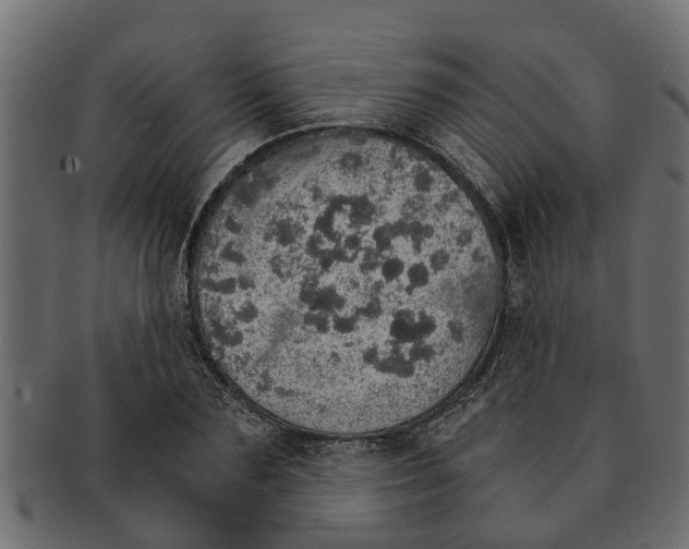 X0000091550883200709071214