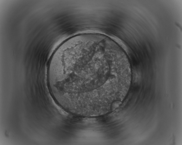 X0000091551006200709071212