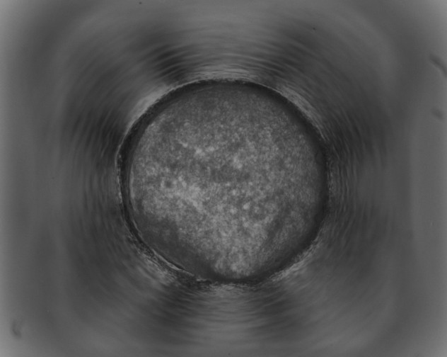 X0000091551022200709071211