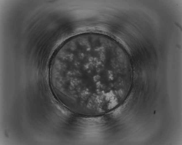 X0000091551035200709071211