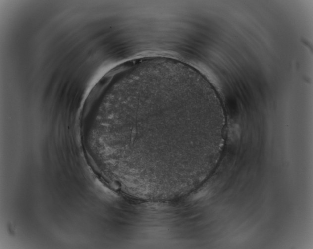 X0000091551102200709071210