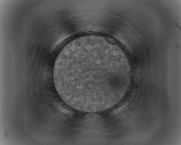 X0000091551112200709071210