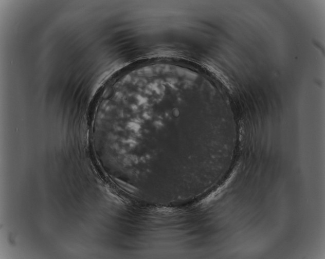 X0000091551117200709071210