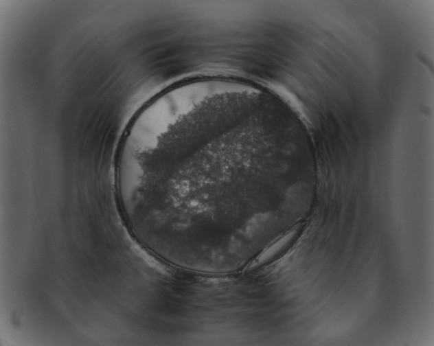 X0000091551335200709071207
