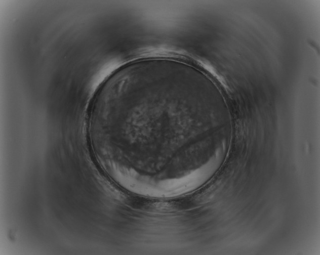 X0000091551463200709071205