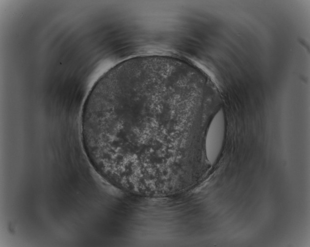 X0000091551471200709071205