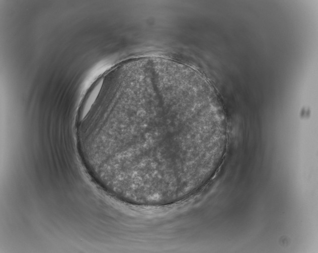 X0000091550006200709141525