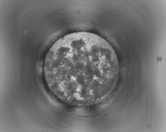 X0000091550070200709141524