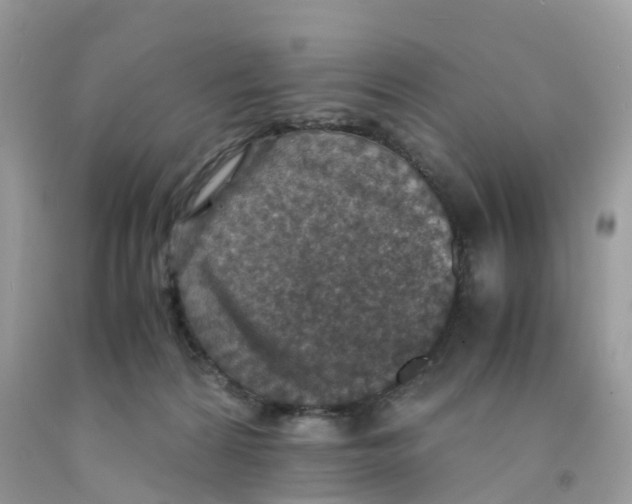 X0000091550224200709141522