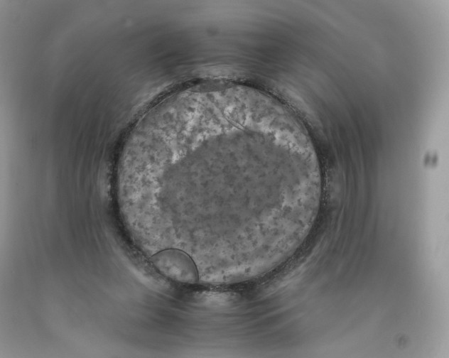 X0000091550255200709141521