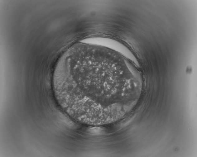 X0000091550269200709141522