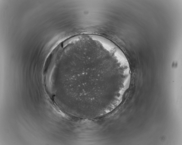 X0000091550290200709141521