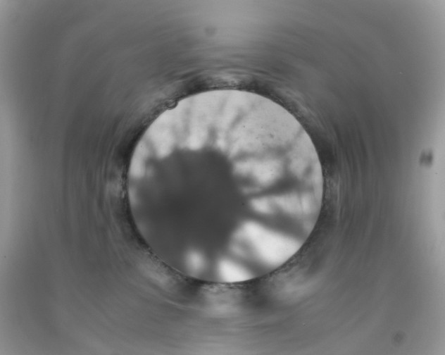 X0000091550331200709141521