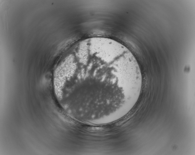 X0000091550361200709141520