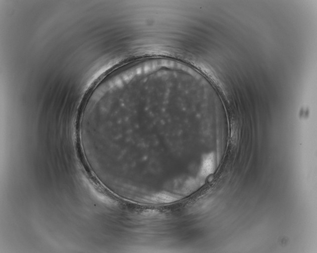 X0000091550390200709141520