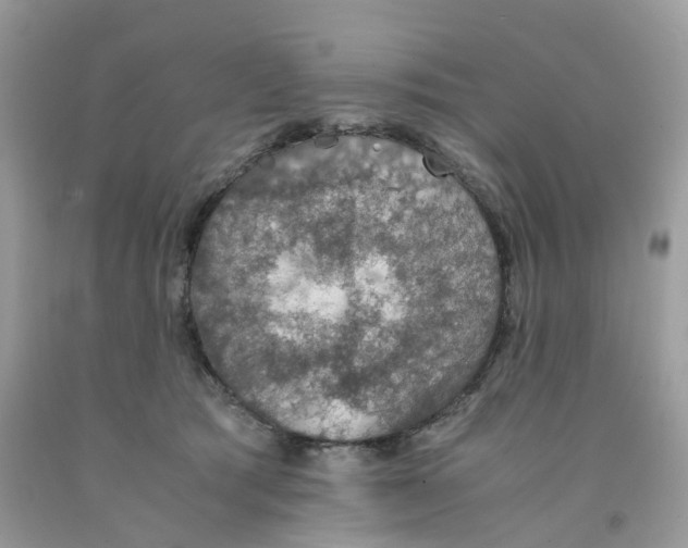 X0000091550417200709141519