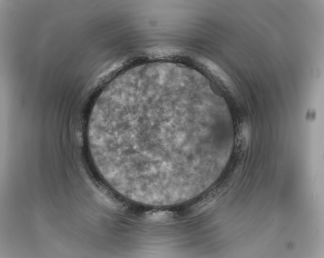 X0000091550452200709141519