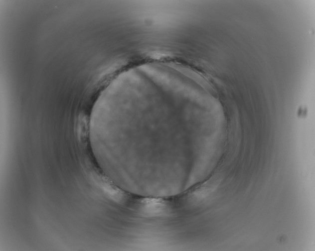 X0000091550528200709141518