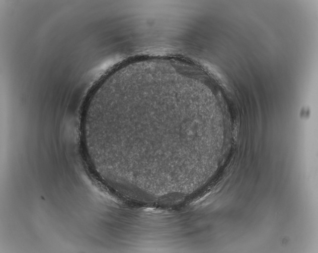 X0000091550540200709141518