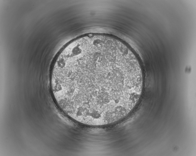 X0000091550837200709141514