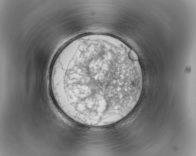 X0000091550840200709141514