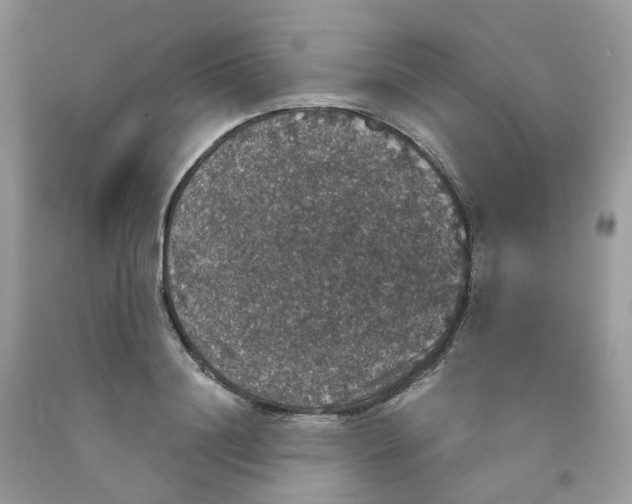 X0000091550844200709141514