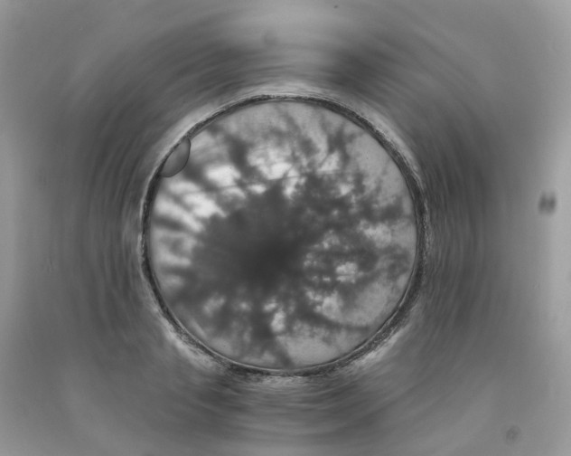 X0000091550845200709141514